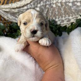 Male 2 - Cream male Cockapoo puppy in Mississippi from Ewing Acres