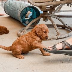 Irish Doodle Puppies from Foxrun Litters