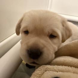 Milky Way - Yellow male Labrador Retriever puppy in Eugene, Oregon from LakeHouse Labrador Retriever LLC