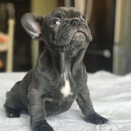 French Bulldogs from Shivani Rocha's French Bulldogs