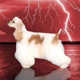 Ruby - Cocker Spaniel