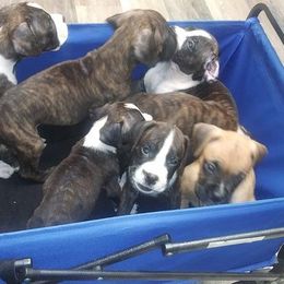 Boxer Puppies from Layne's Boxers