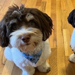 Havanese from Appalachian Havanese