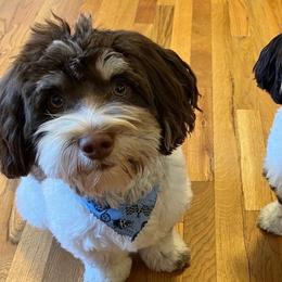 Havanese from Appalachian Havanese