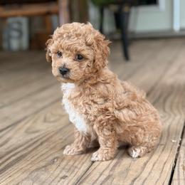 Easter - Apricot male Maltipoo puppy in El Dorado, Arkansas from Magnolia Mini Doodles