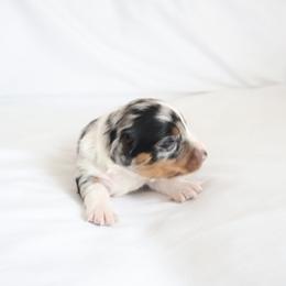 Daisy - Dapple female Dachshund puppy in Fredericksburg, Ohio from William's Dachshunds