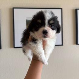 Cash - Black and tan male Pembroke Welsh Corgi puppy in Red Bluff, California from Wilder Ranch Corgis