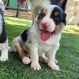 Kal - Blue merle female Border Collie puppy in Morgan, Texas from Shooting Star Ranch