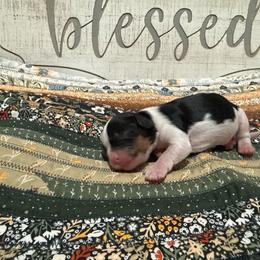 Boy 1 - Tri-color male Cavalier King Charles Spaniel puppy in Spanaway, Washington from Roy-alty Cavaliers