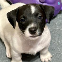 Male 2 - Black and white male Jack Russell Terrier puppy in Williston, Florida from CP FARMS BORDER COLLIES N JACKS CORP