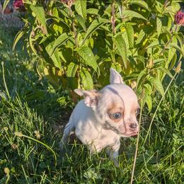 Pippy - Merle female Chihuahua puppy in Amity, Pennsylvania from Baxters Chihuahuas