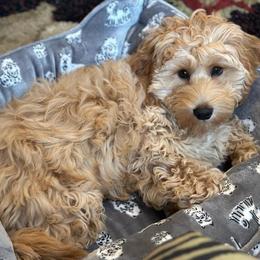 Assorted Doodle Crosses, Australian Labradoodles, Bernedoodles, and Sheepadoodles from Lookingglass Doodles