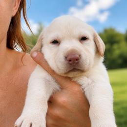 Royal - Yellow female Dilute Retriever puppy in Baldwin City, Kansas from Hedge Lane Labradors