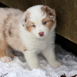 Mimosa - Red merle female Australian Shepherd puppy in Springville, New York from RisingStar Australian Shepherds