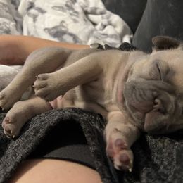 French Bulldog Puppies from NC French Kiss-A-Bulls