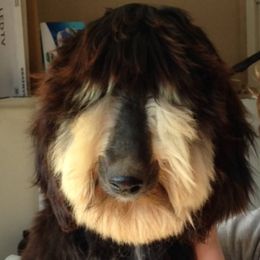 Roxie - Afghan Hound