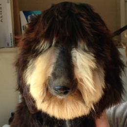 Roxie - Afghan Hound