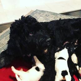 Pearl - Bernedoodle