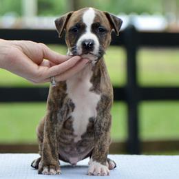 Root - Brown brindle male American Staffordshire Terrier puppy in St. Augustine, Florida from LBK & Ancient City