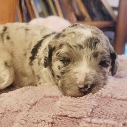 Dottie - Blue merle female Aussiedoodle puppy in Yacolt, Washington from Aussiedoodles by Maggie
