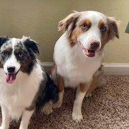 Miniature American Shepherds from Clarity MAS