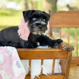 Miniature Schnauzer Puppies from Laurel Crown Schnauzers