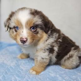Raphael - Red tri-color male Australian Shepherd puppy in Owensboro, Kentucky from JnT's Bluegrass Mini Aussies