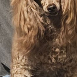 Cinnamon - Poodle