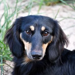 Sonnie - Dachshund