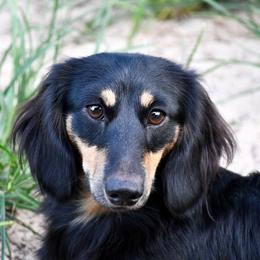 Sonnie - Dachshund