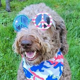 Goldendoodles and Poodles from Mountainside Doodles and Poodles