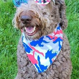 Goldendoodles and Poodles from Mountainside Doodles and Poodles