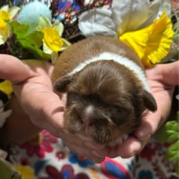 CKC Girl 2 - Red and white female Shih Tzu puppy in Houston, Texas from Paws n Claws