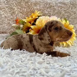 Woody - Dapple male Dachshund puppy in Colbert, Oklahoma from Brooke Crenshaw