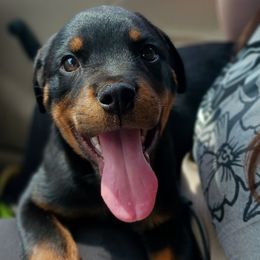 Roadrunner - Black and rust male Rottweiler puppy in Girard, Ohio from Roman's Empire Rottweilers
