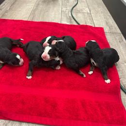 Gus - Black rust and white male Bernese Mountain Dog puppy in Strasburg, Ohio from Lois Allison