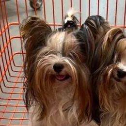 Biewer Terriers and Briards from Aladax Briards