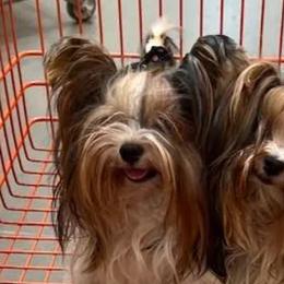 Biewer Terriers and Briards from Aladax Briards
