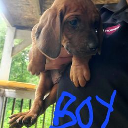 Redbone Coonhound Puppies from Silver Creek Redbones