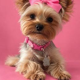 Kiwi - Yorkshire Terrier