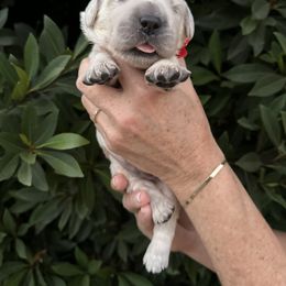 Golden Retriever Puppies from Sanctuary Ranch Goldens