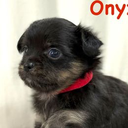 Onyx - Chocolate brindled fawn male Chihuahua puppy in Molino, Florida from Pensacola Chi Garden