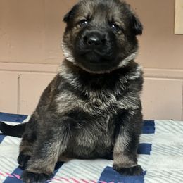 Girl 3 - German Shepherd puppy in Villa Rica, Georgia from Von Wolf GSD’S