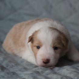 Gold male 2 - Gold male Border Collie puppy in Tylertown, Mississippi from Cool Meadow Farms