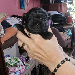 Ice - Black male Shih Tzu puppy in Middleburg, Florida from Furby Shih Tzu Family & Friends
