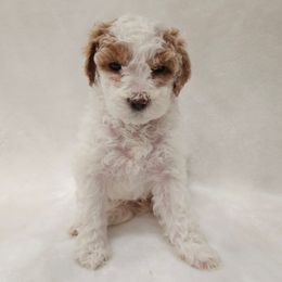 Ruby - Parti female Poodle puppy in Puyallup, Washington from Pure Parti Poodles