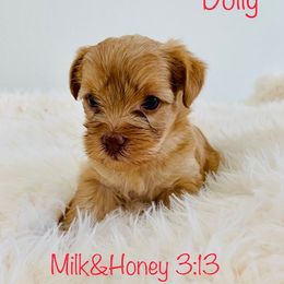 Yorkshire Terriers from MILK & HONEY 3:13 DREAM YORKIES LLC