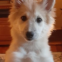 Icelandic Sheepdog Puppies from Valhalla Icelandic Sheepdogs