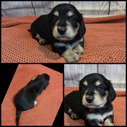 Black and Cream - Piebald female Dachshund puppy in Panama City Fl, Florida from Southern Bliss Doxies