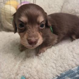 Rocket - Chocolate and cream male Dachshund puppy in Batesville, Arkansas from Willow Tree Dachshunds